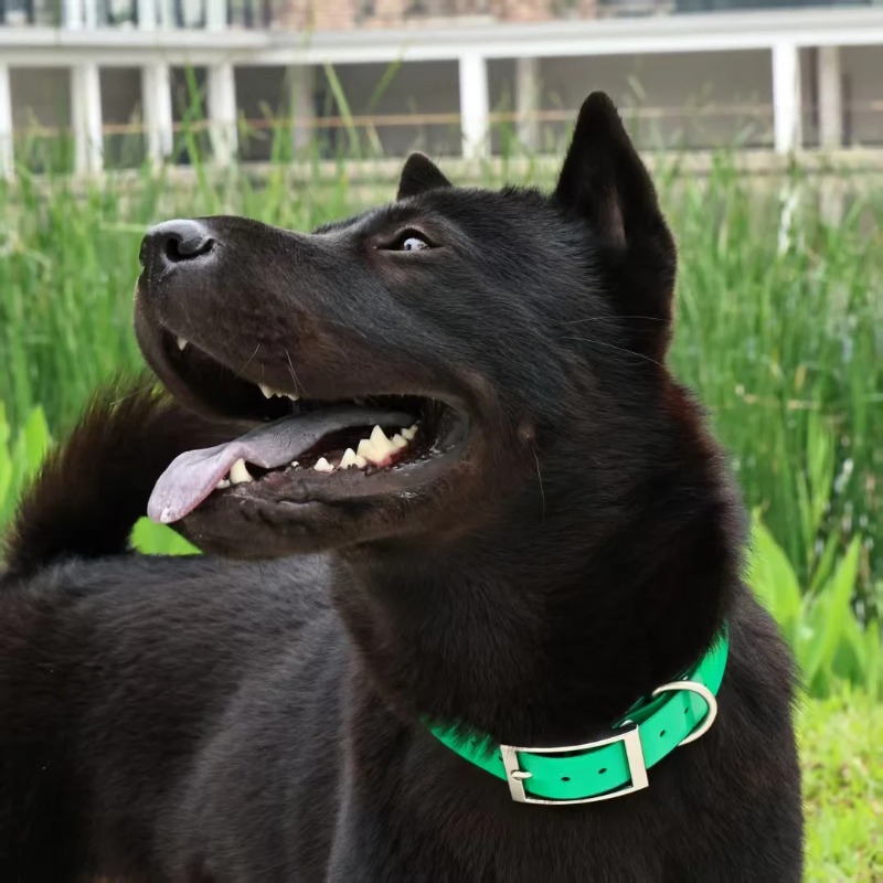 2.5cm Wide Heavy Duty TPU Dog  - Hunting Dog Outdoor review and price